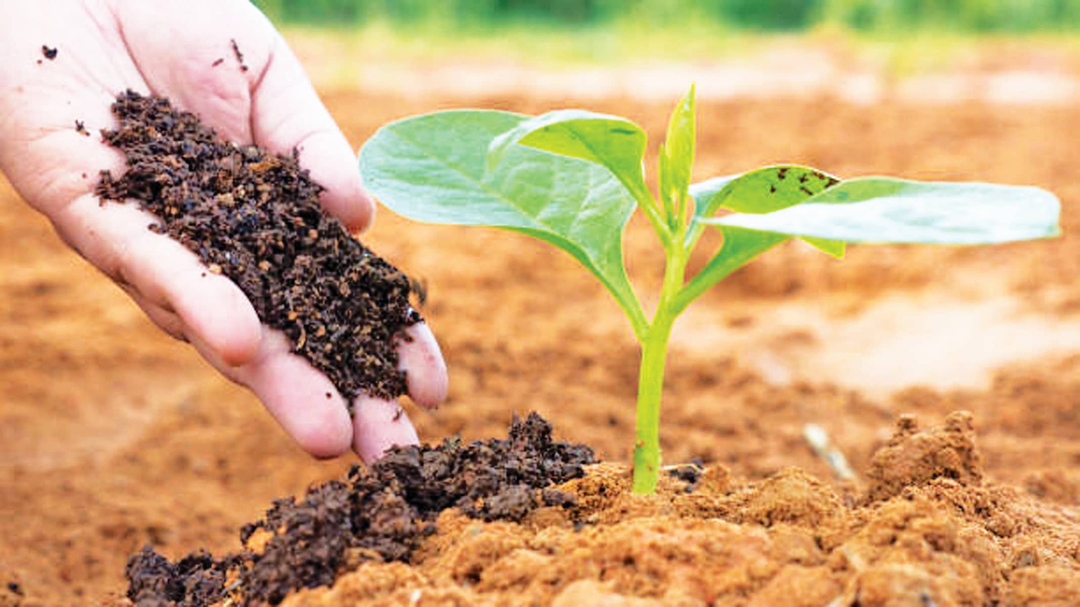 Cách bón trùn quế cho rau — Bí quyết để sở hữu vườn rau giàu dinh dưỡng 1