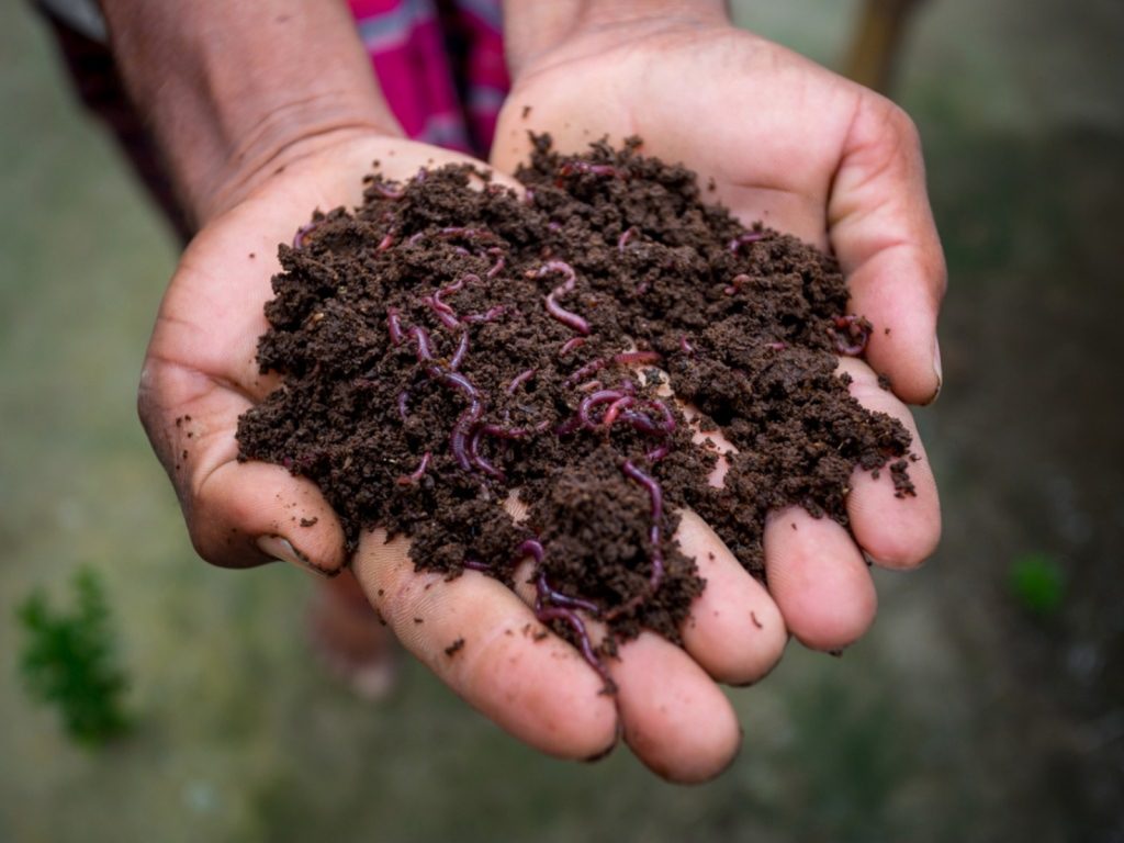 Cách bón trùn quế cho rau — Bí quyết để sở hữu vườn rau giàu dinh dưỡng