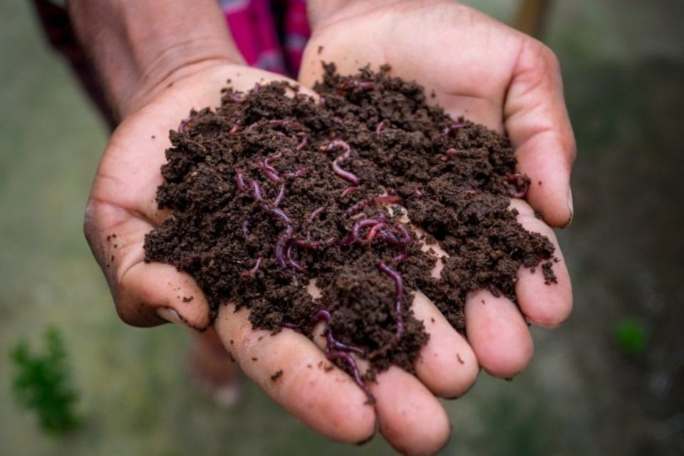 Cách bón trùn quế cho rau — Bí quyết để sở hữu vườn rau giàu dinh dưỡng