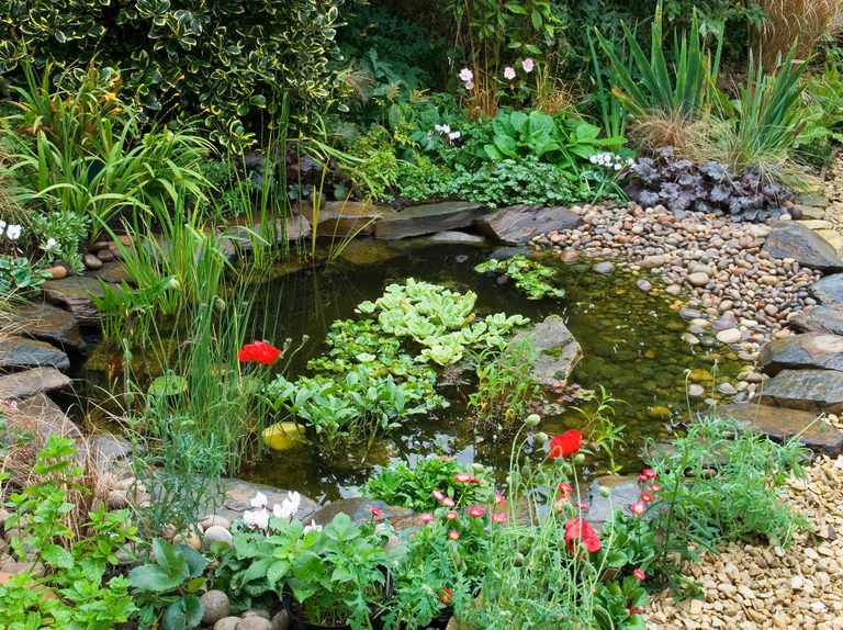 Ý tưởng trang trí sân vườn với hồ cá đẹp vạn người mê