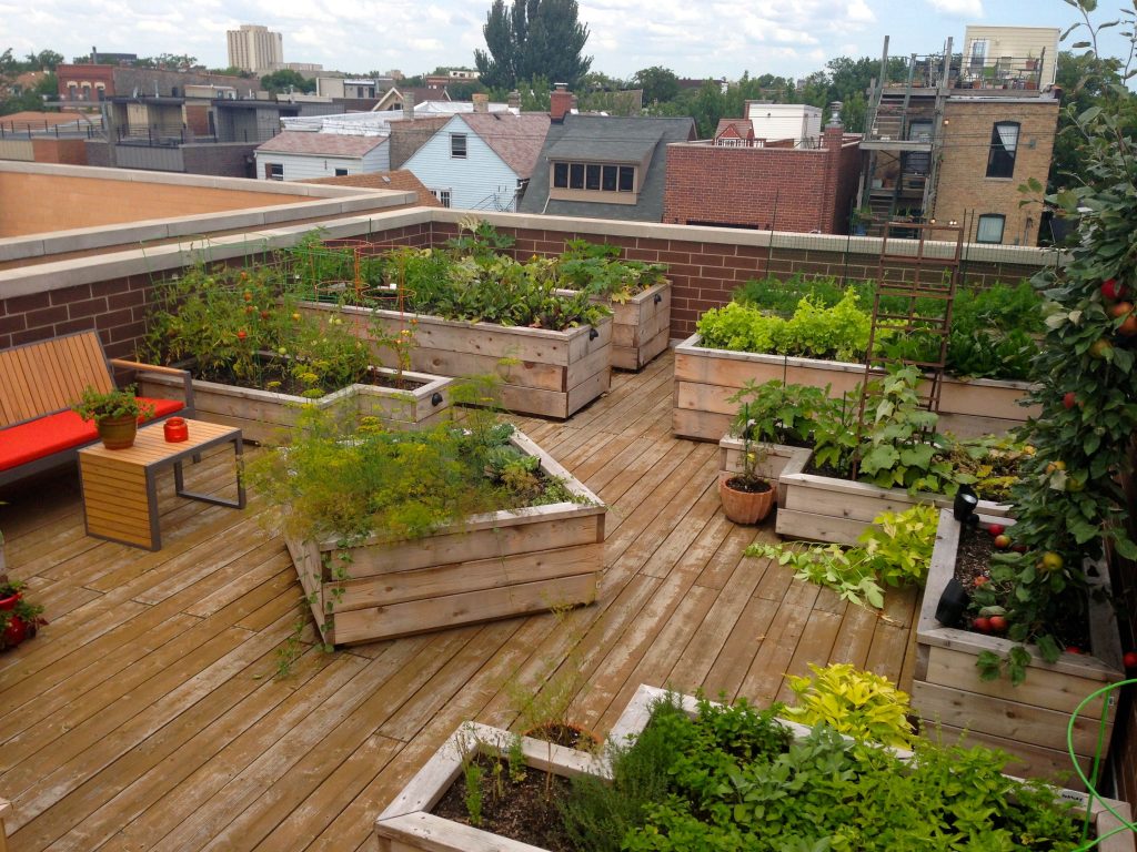 Các loại rau trồng trên sân thượng tốt nhất bạn nên trồng