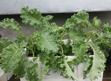 Các loại rau trồng trên sân thượng tốt nhất bạn nên trồng 4