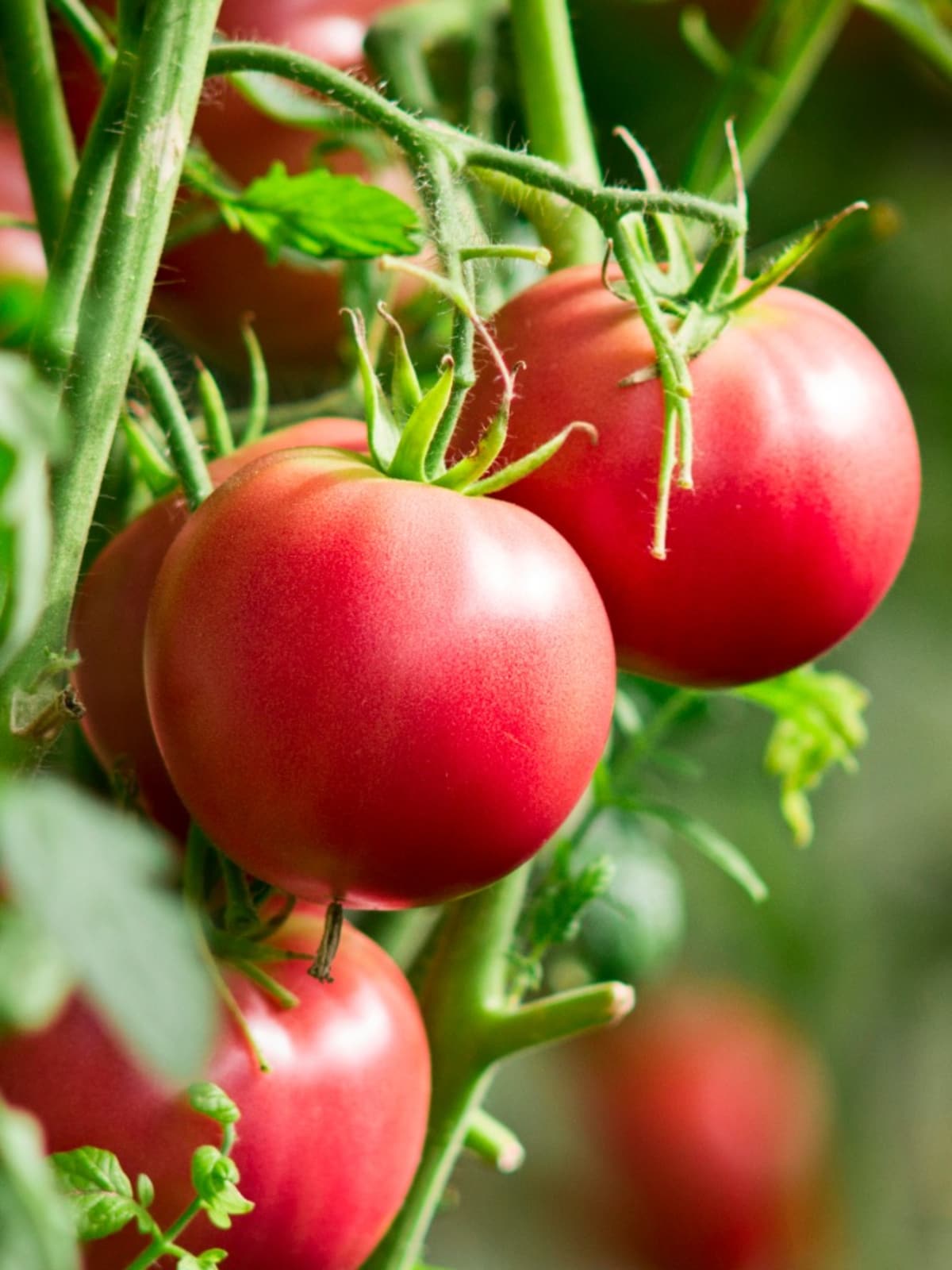 Cách trồng cà chua trên sân thượng sai quả ăn cả năm không hết 1