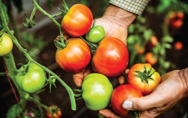 Cách trồng cà chua trên sân thượng sai quả ăn cả năm không hết 2