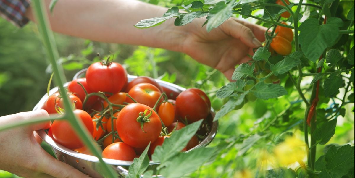 Cách trồng cà chua trên sân thượng sai quả ăn cả năm không hết 3