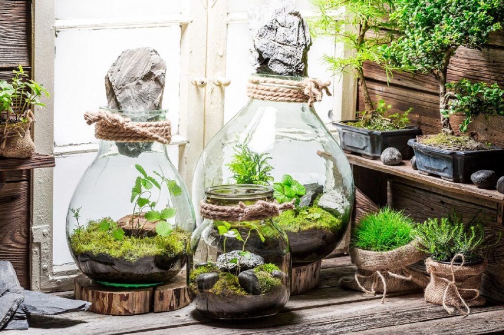 Terrarium là gì? Những điều cần biết về Terarium