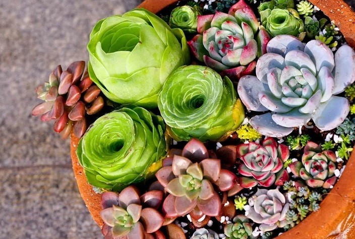 Vì sao sen đá dễ bị úng? – Nguyên nhân và cách khắc phục 1