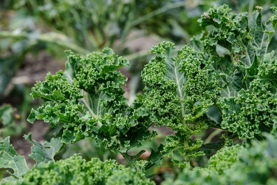 Rau cải xoăn xanh Đà Lạt Cải Kale loại 1 tươi non giàu dinh dưỡng
