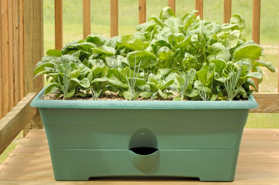 Cách trồng và chăm sóc rau bina trên sân thượng, ban công 1