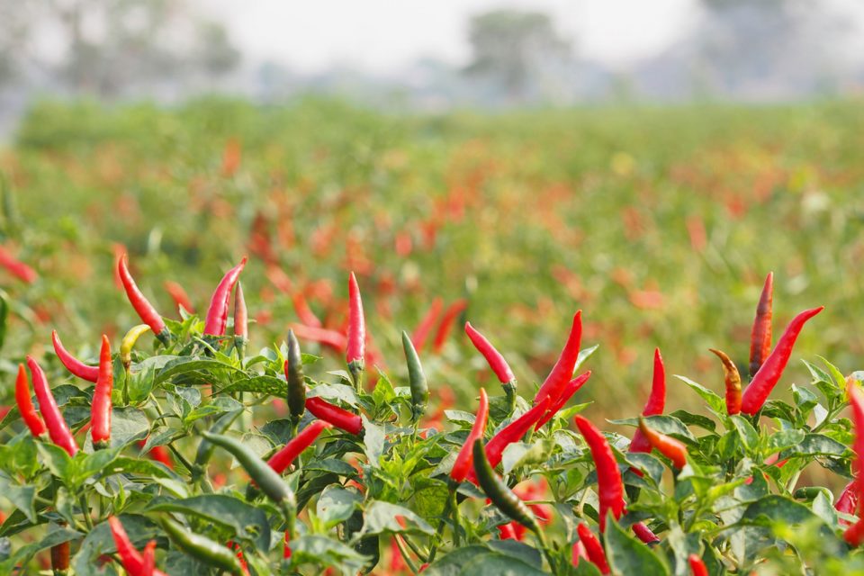 Cách trồng cây ớt xanh tốt cho quả quanh năm  Cây Cảnh 365