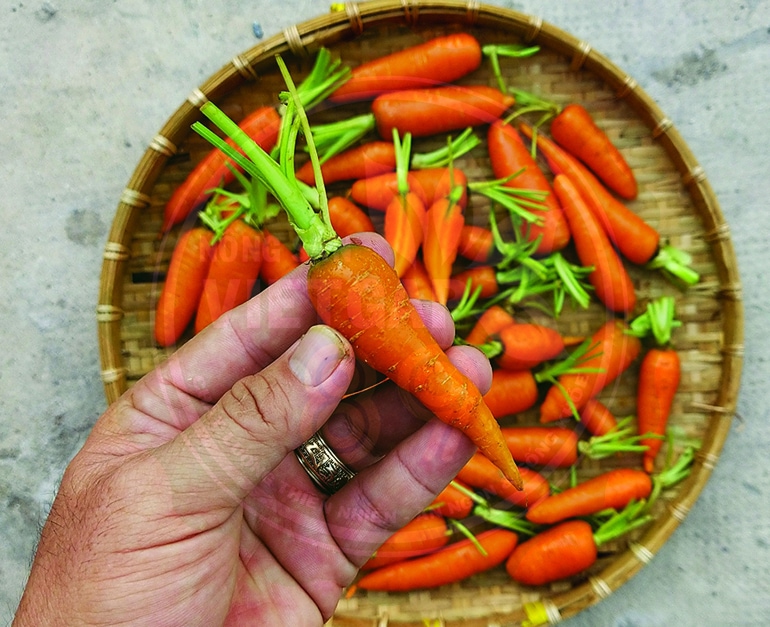 Hướng dẫn cách trồng cà rốt baby trên sân thượng đơn giản 1