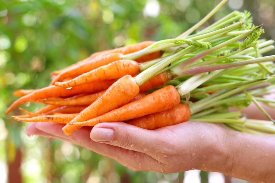 Hướng dẫn cách trồng cà rốt baby trên sân thượng đơn giản