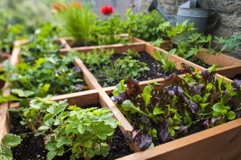 Những lưu ý trồng rau trên sân thượng mà bạn phải biết