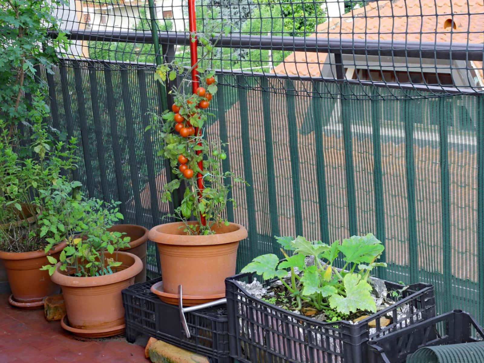 Những lưu ý trồng rau trên sân thượng mà bạn phải biết 2