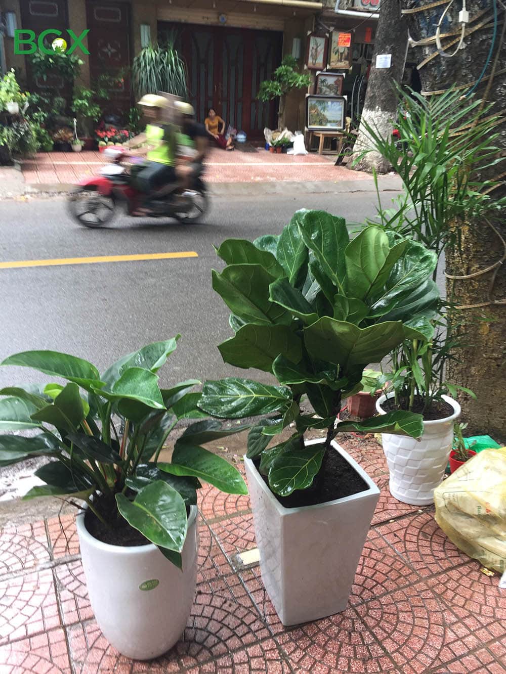 mua cây bàng Singapore quận 7