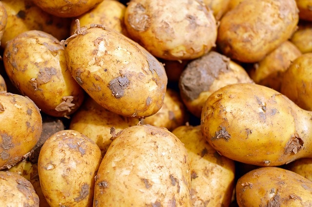 Trồng khoai tây trên sân thượng siêu dinh dưỡng 1