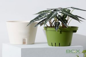 Kiểng lá trồng trên chậu tự tưới 1