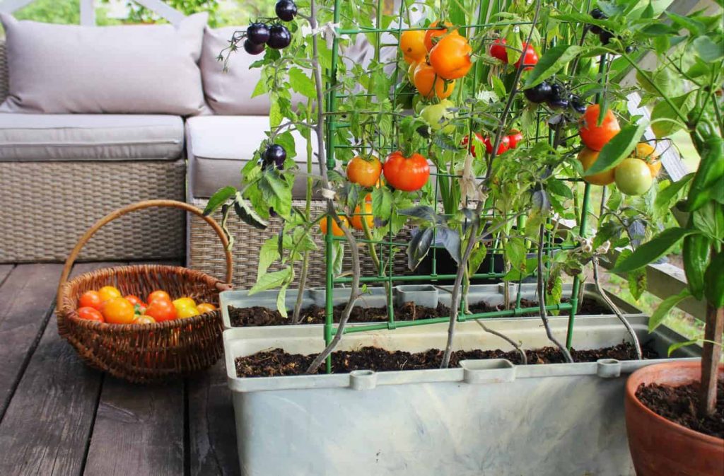 Cách tự làm khay trồng rau tại nhà – Tưởng không dễ mà dễ không tưởng
