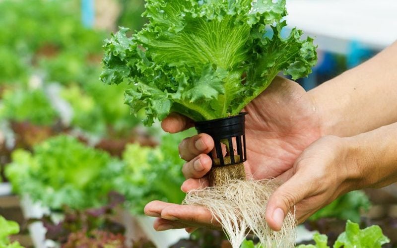 Tháp rau hữu cơ là gì Mô hình tháp trồng rau tại nhà phổ biến