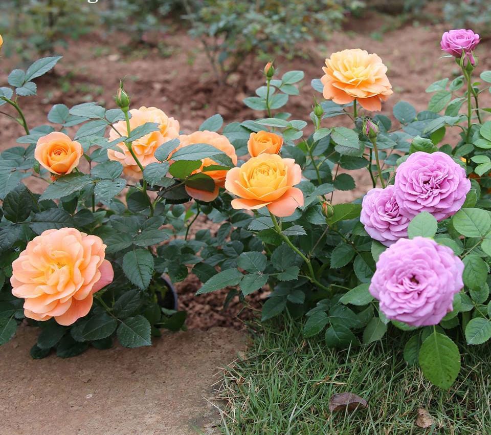 Bạn đã biết cách trồng và chăm sóc hoa hồng ngoại đẹp nhất hay chưa 1