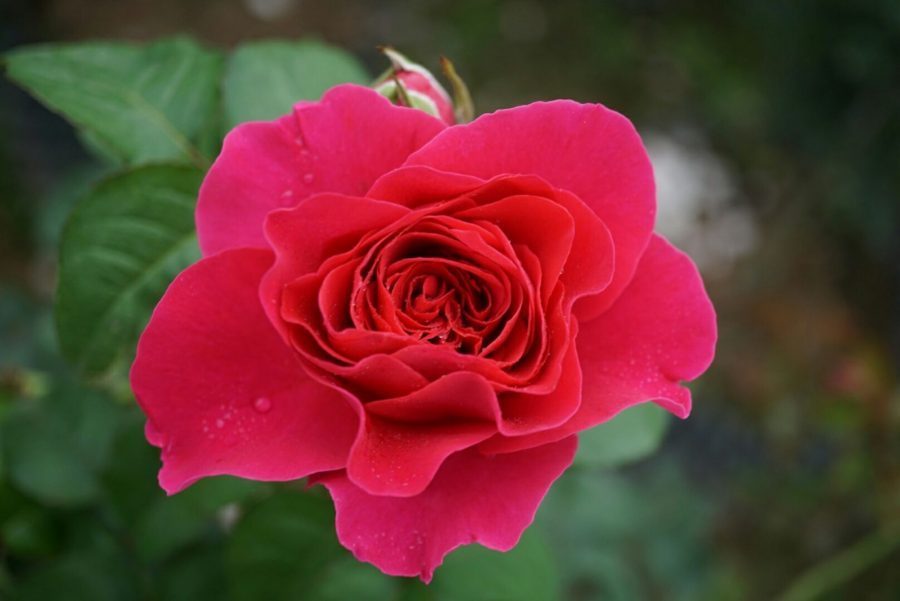 Bạn đã biết cách trồng và chăm sóc hoa hồng ngoại đẹp nhất hay chưa