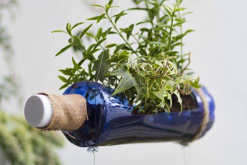 Mô hình dùng vỏ chai nhựa trồng rau sạch