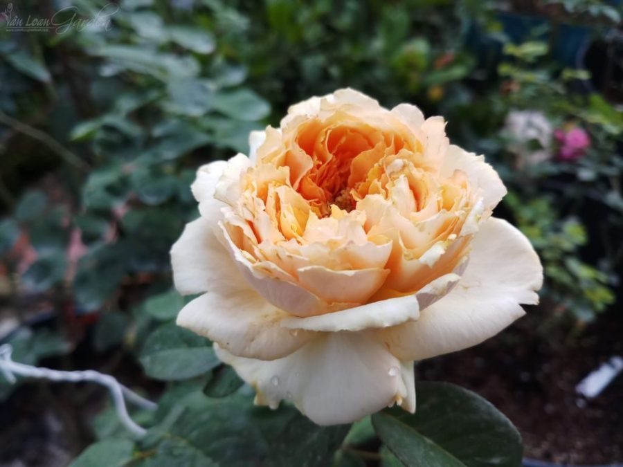 Cách trồng và chăm sóc hoa hồng Juliet đẹp xinh cho người mới bắt đầu