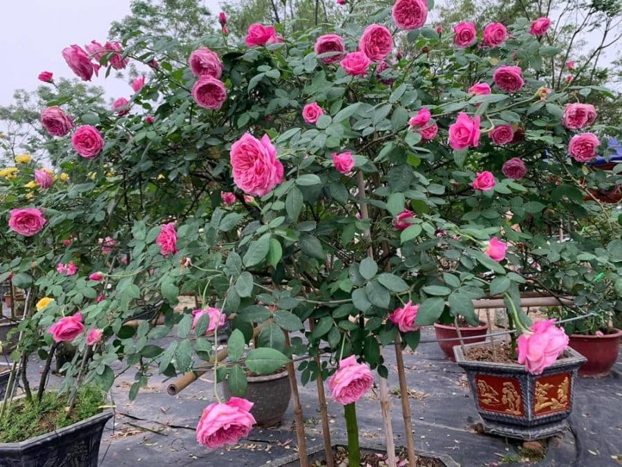 Cách trồng và chăm sóc hoa hồng cổ Sapa cực đơn giản 1