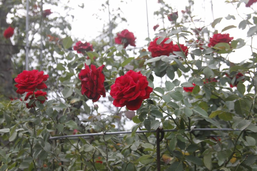 Cách trồng và chăm sóc hoa hồng cổ Sapa cực đơn giản