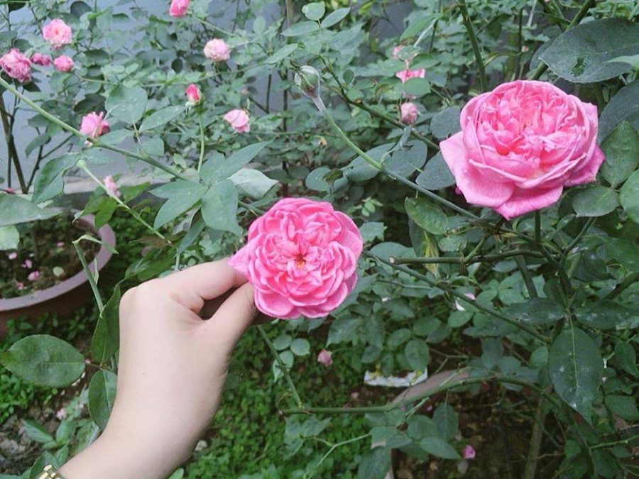 Cách trồng và chăm sóc hoa hồng cổ Sapa cực đơn giản 2
