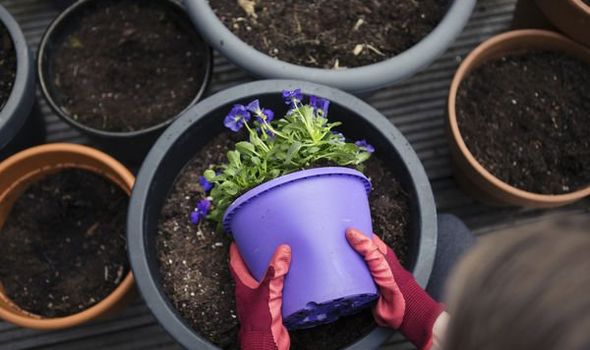 Chậu nhựa trồng rau – Sự lựa chọn tốt nhất cho không gian nhà nhỏ hẹp 1