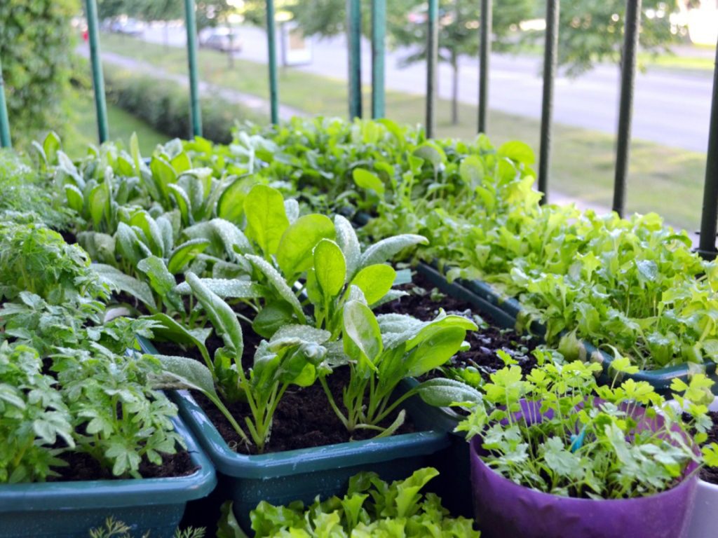Chậu nhựa trồng rau – Sự lựa chọn tốt nhất cho không gian nhà nhỏ hẹp