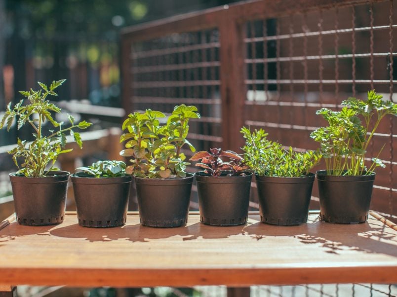 Chậu nhựa trồng rau – Sự lựa chọn tốt nhất cho không gian nhà nhỏ hẹp 2