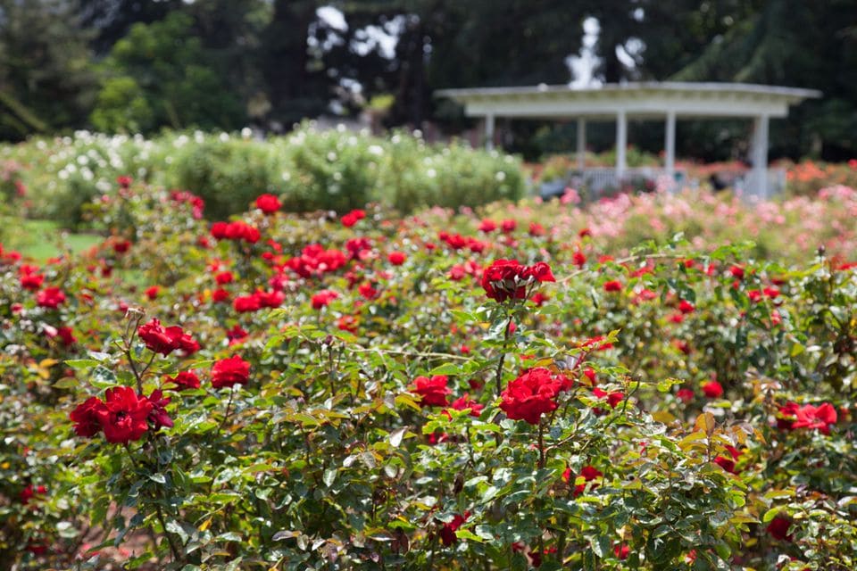 Hướng dẫn cách trồng và chăm sóc hoa hồng tường vi cực xinh yêu 1