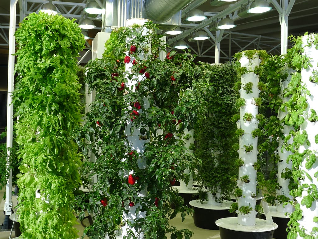 So sánh tháp trồng rau khí canh và tháp trồng rau hữu cơ 1