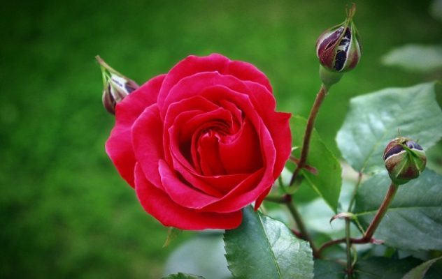 Tổng hợp cách trồng và chăm sóc hoa hồng 1