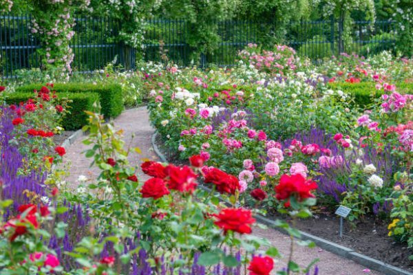 Tổng hợp cách trồng và chăm sóc hoa hồng 2