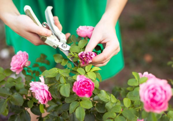 Tổng hợp cách trồng và chăm sóc hoa hồng 3