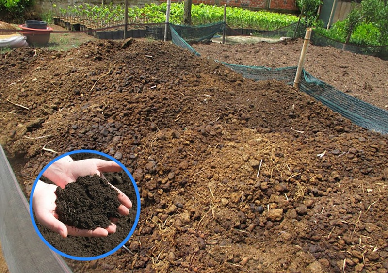 Tại sao nên cải tạo đất bằng phân bò ủ hoai 1