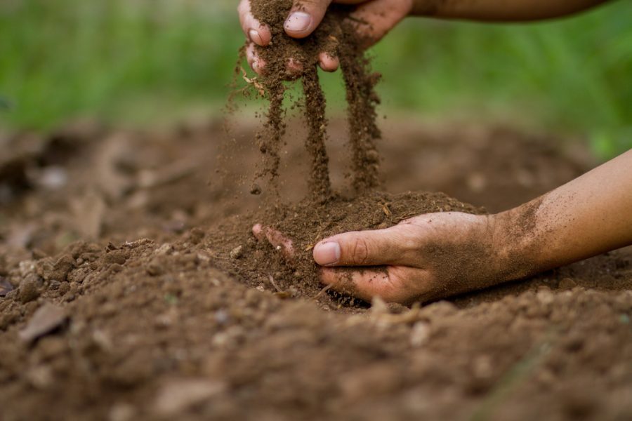 Tổng hợp các biện pháp cải tạo đất nhiễm mặn trong canh tác nông nghiệp 1