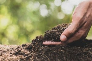 Top 5 các biện pháp cải tạo đất nhiễm chua hiệu quả cho nhà vườn