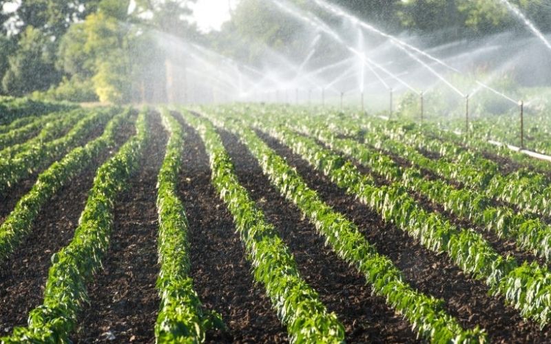Giá thành hệ thống tưới phun mưa cho rau 4