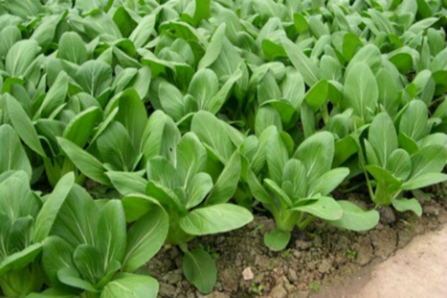Cách gieo hạt giống rau cải đảm bảo nảy mầm nhanh
