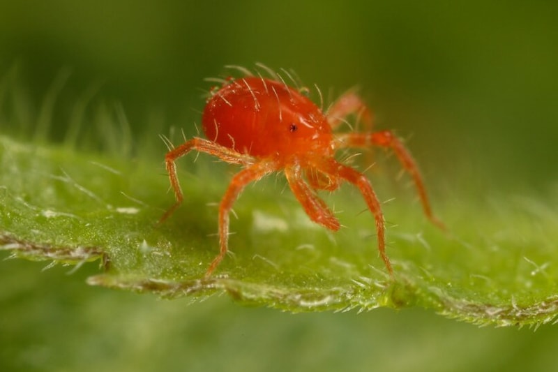 Làm thế nào để phòng trừ nhện đỏ hiệu quả 1