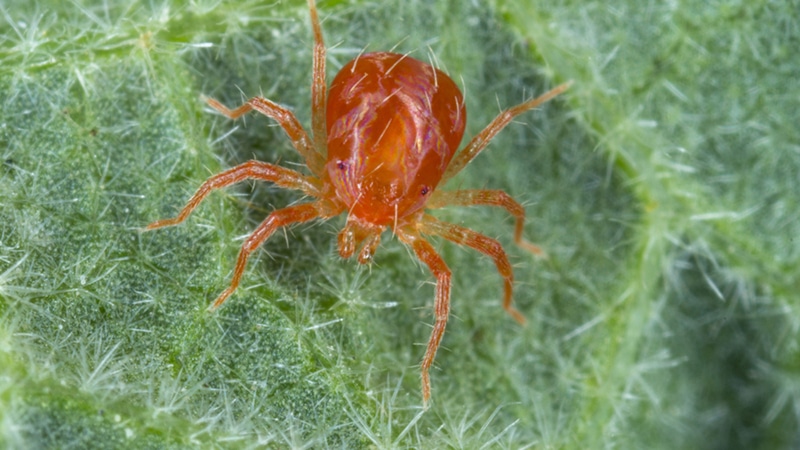 Làm thế nào để phòng trừ nhện đỏ hiệu quả 3