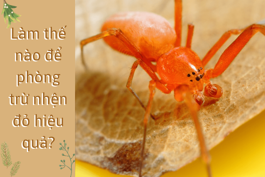 Làm thế nào để phòng trừ nhện đỏ hiệu quả