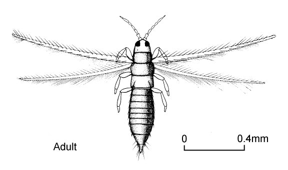 Cách nhận biết bọ trĩ thông qua các đặc điểm hình thái và sinh học 2