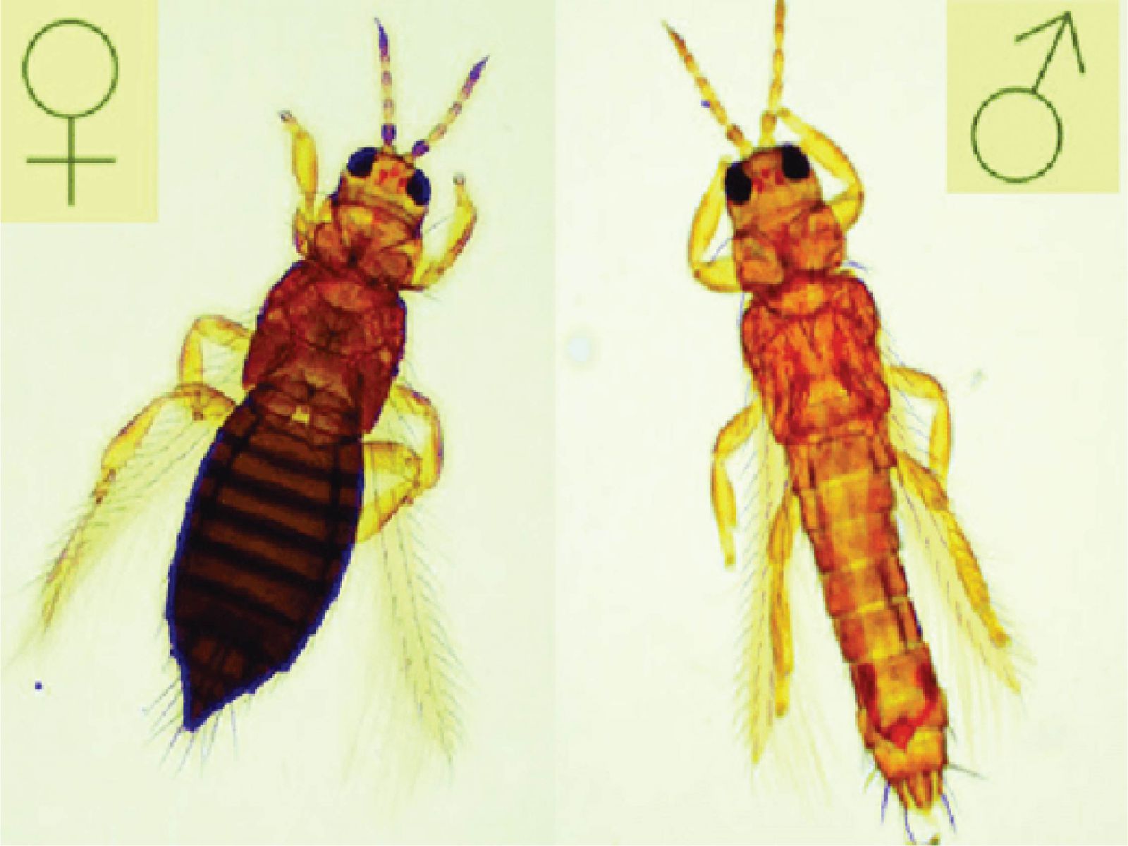 Cách nhận biết bọ trĩ thông qua các đặc điểm hình thái và sinh học 3