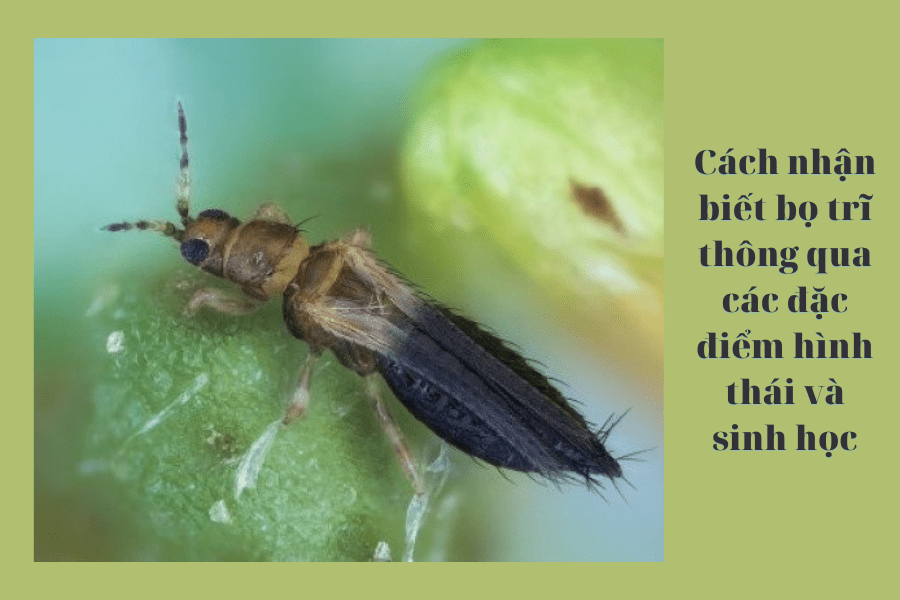 Cách nhận biết bọ trĩ thông qua các đặc điểm hình thái và sinh học