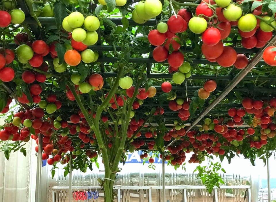 Một số loại hạt giống cà chua được trồng phổ biến 2
